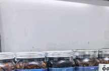 油鸡枞，牛肝菌 松茸菌 现货发货，开盖即食