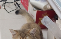 送只金渐层