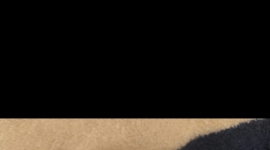 出一个荣耀100pro手机