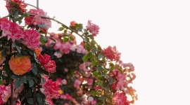 滇国月季庄园+后海湿地月见草一日4月25日（周六）   89元/人