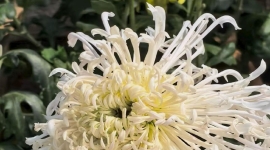 大观公园菊花