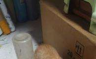 免费送！！！！又来一窝小猫三只