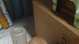 免费送！！！！又来一窝小猫三只