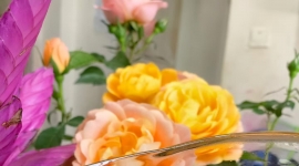 野生红茶，普洱生茶，单株：冰岛口感