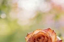 珍茗电子水票50张10.5元一张价格转让