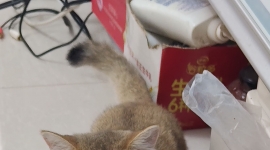 送只金渐层