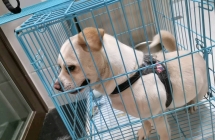 朋友家的小狗，养不了了，免费领养