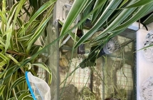 出个鱼缸一套，没时间打理，260元