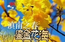 开远黄风铃花海+蒙自休闲赏花 2 日游  联系电话15987185227