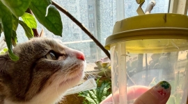 买到就赚天然彩幽灵聚宝盆只要99