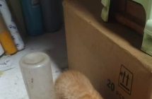 免费送！！！！又来一窝小猫三只