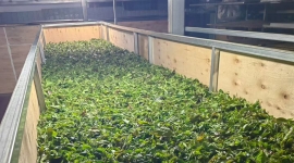 今年的新绿茶150一公斤