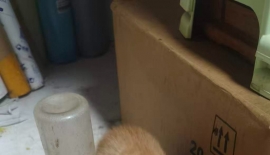 免费送！！！！又来一窝小猫三只