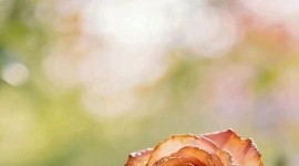 珍茗电子水票50张10.5元一张价格转让