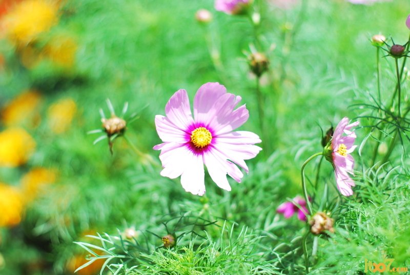 DSC_2197.JPG