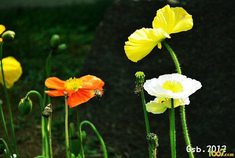 花5.jpg
