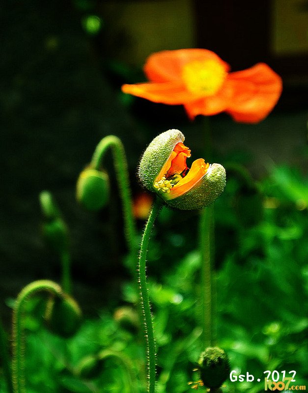 花44.jpg