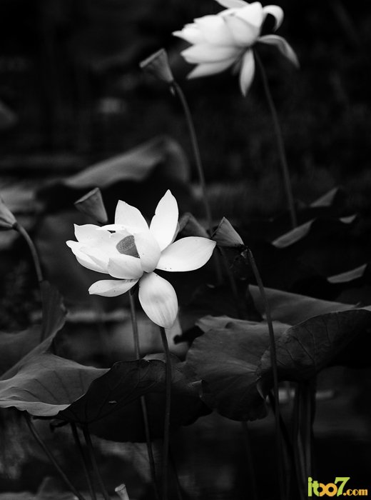 _DSC0094.JPG