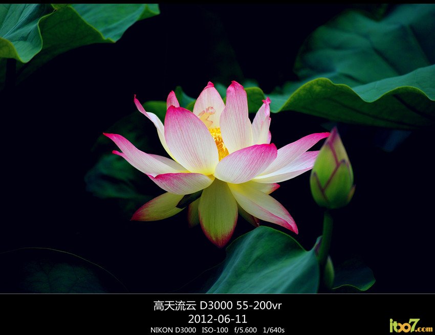翠湖 荷花 102_副本_副本_副本 - 副本.jpg