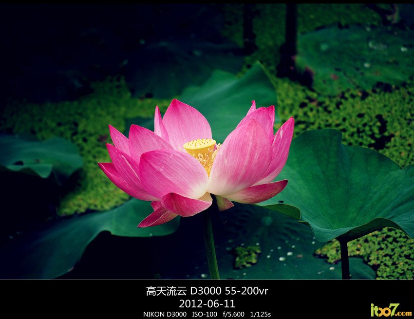 翠湖 荷花 073_副本_副本_副本 - 副本.jpg