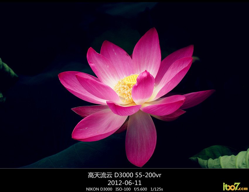 翠湖 荷花 065_副本_副本_副本 - 副本.jpg