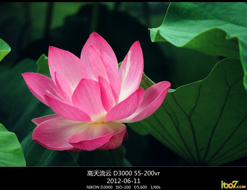 翠湖 荷花 054_副本_副本_副本 - 副本.jpg