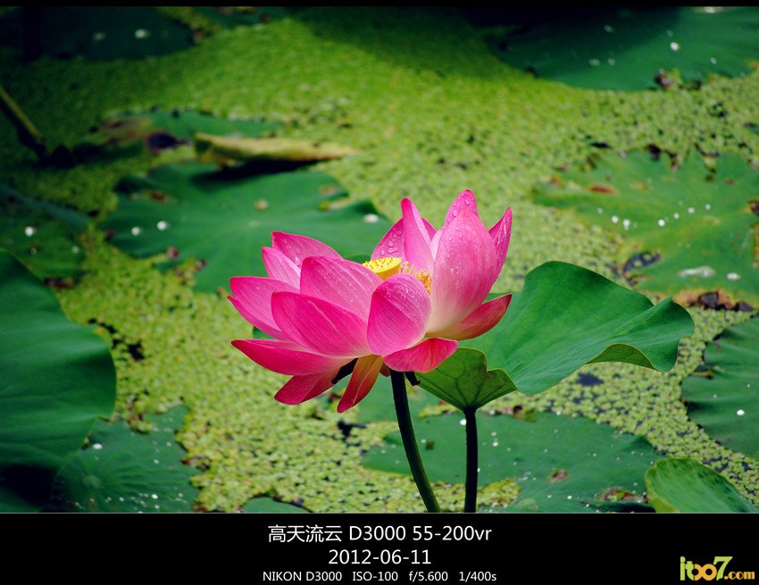 翠湖 荷花 148_副本_副本_副本 - 副本.jpg