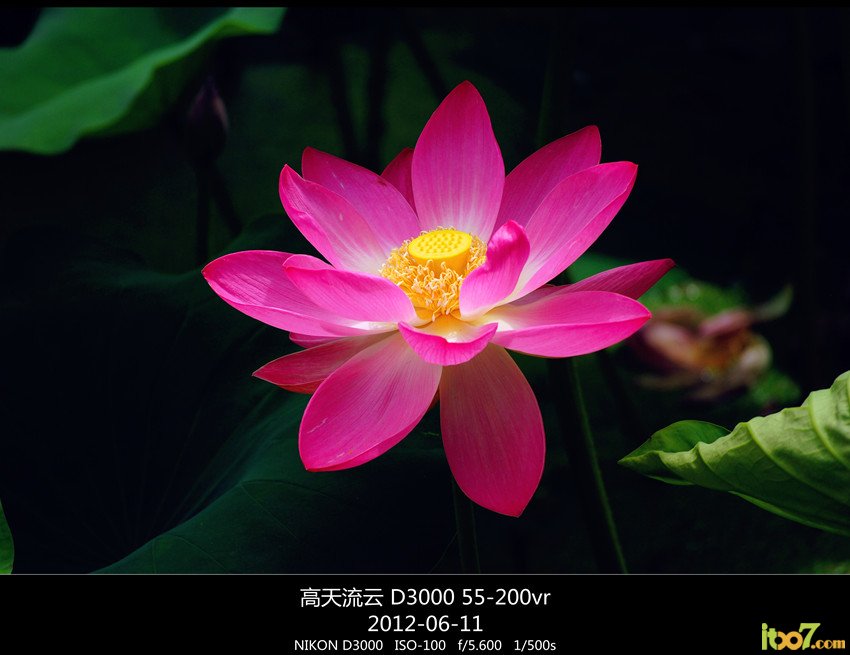 翠湖 荷花 158_副本_副本_副本 - 副本.jpg