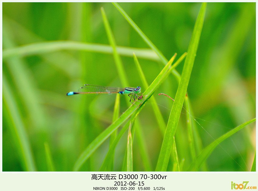 周末 草海 252_副本_副本_副本.jpg