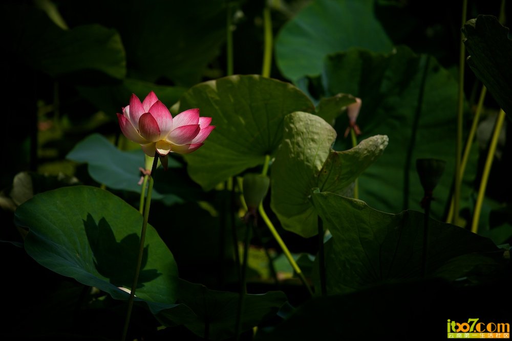 2012-07-07 11-06-09.jpg