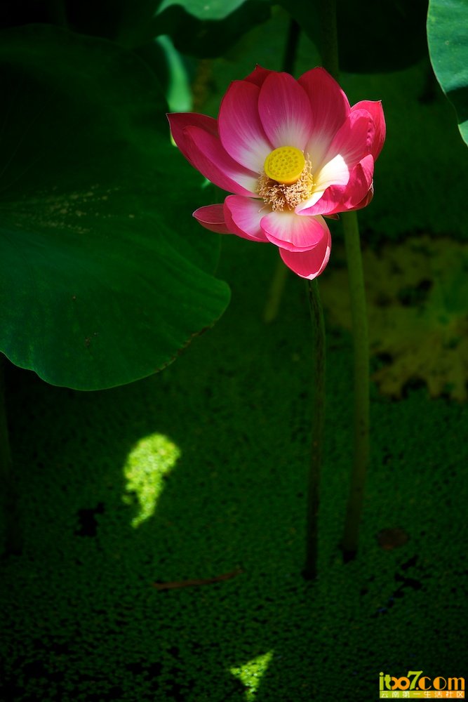2012-07-07 12-01-44.jpg