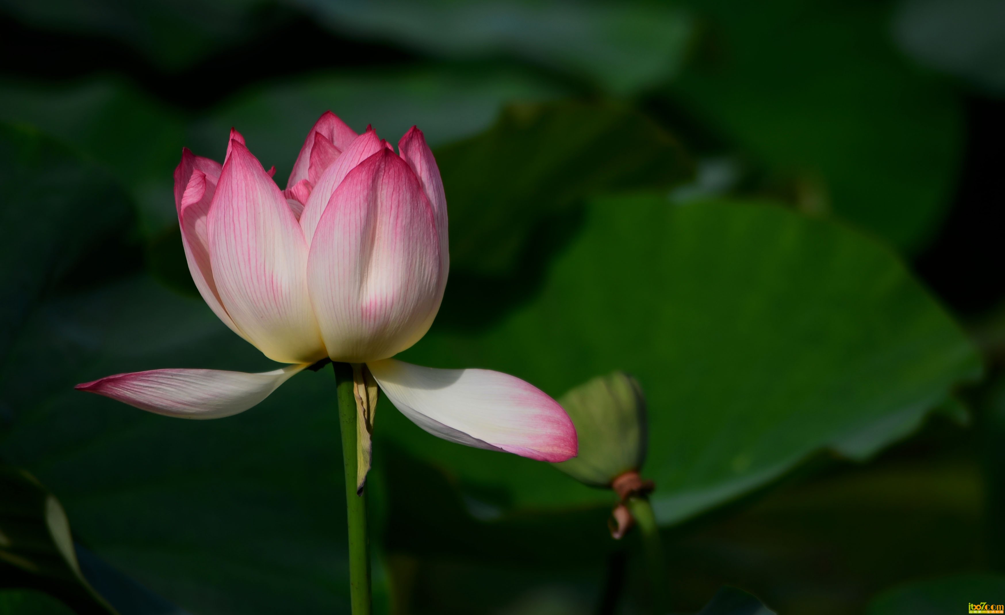 荷花4.jpg