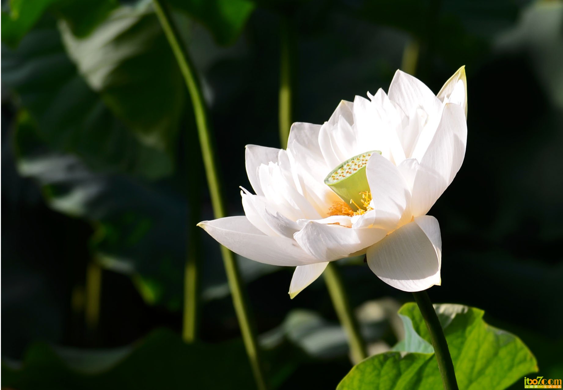 荷花5.jpg