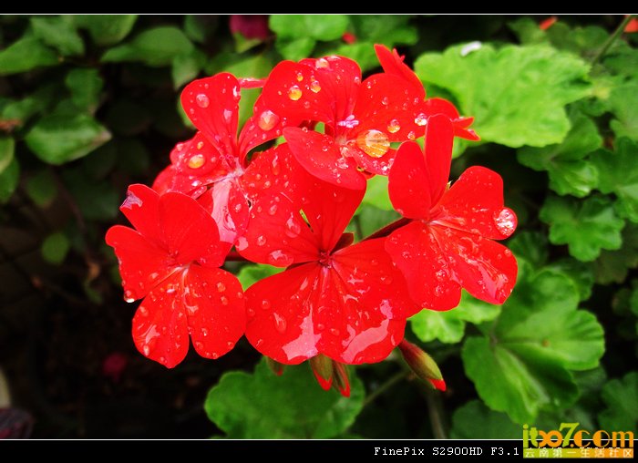 DSCF9109.jpg