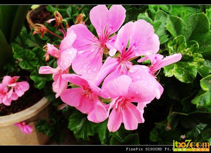 DSCF9059.jpg