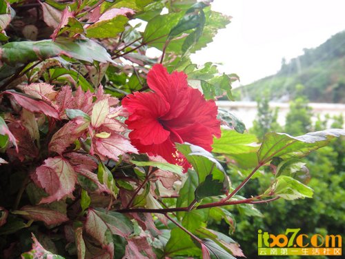 nEO_IMG_DSC04530.jpg