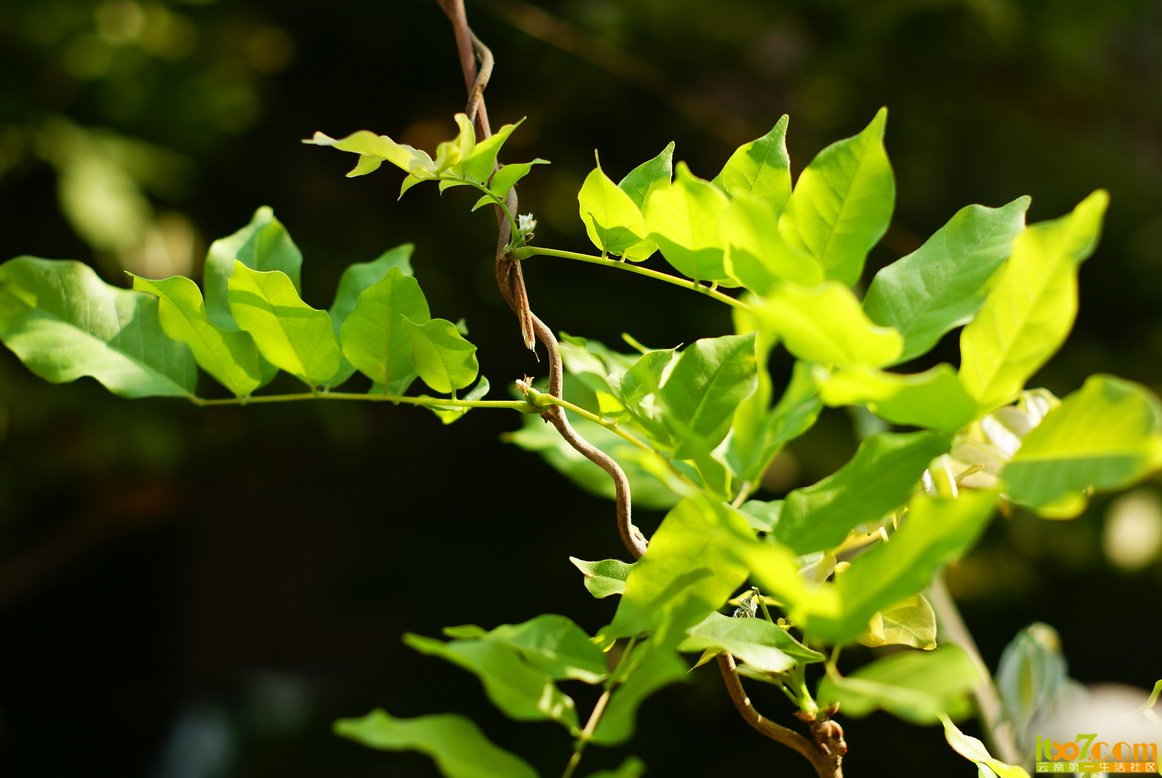 DSC01598_调整大小.JPG