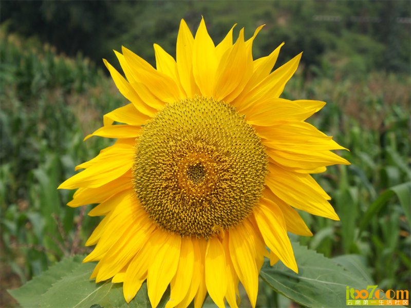 太阳花.jpg