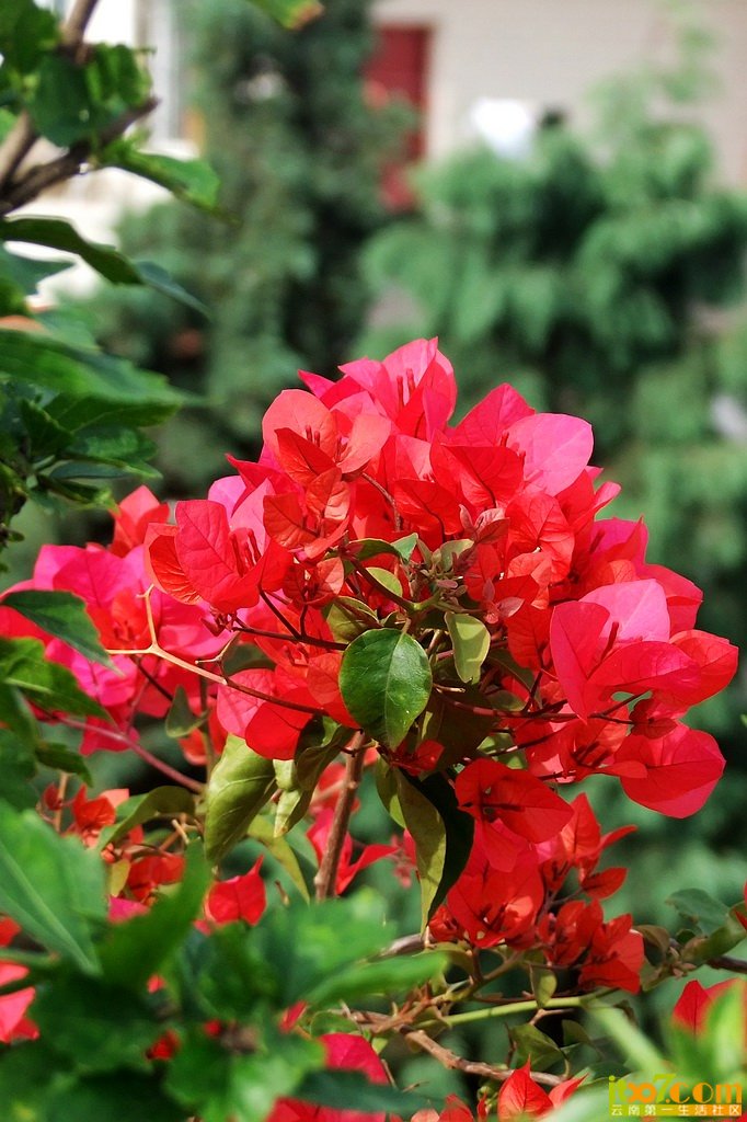 DSCF8586.jpg
