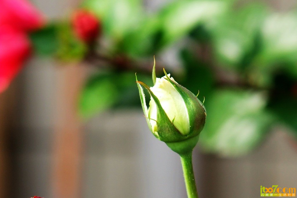 DSCF8587.jpg