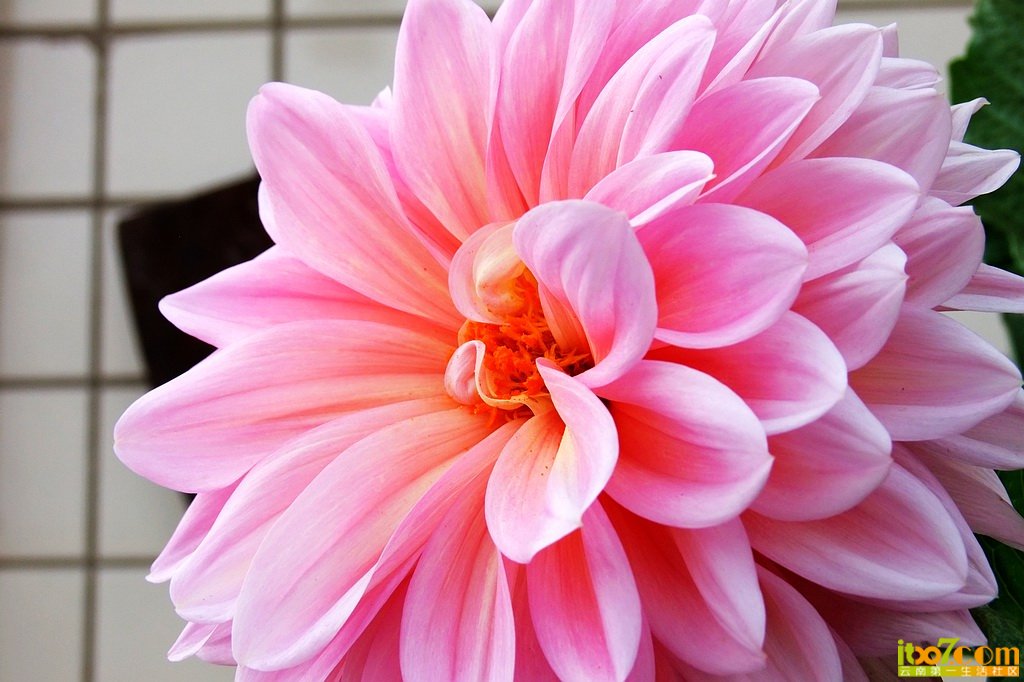 DSCF8639.jpg