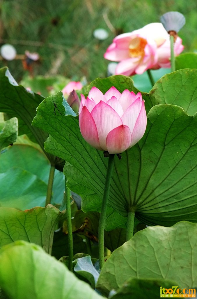 DSCF9223.jpg