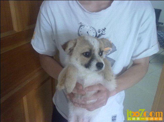 dog.jpg