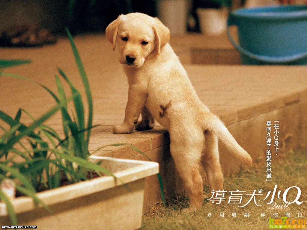 导盲犬小Q.jpg
