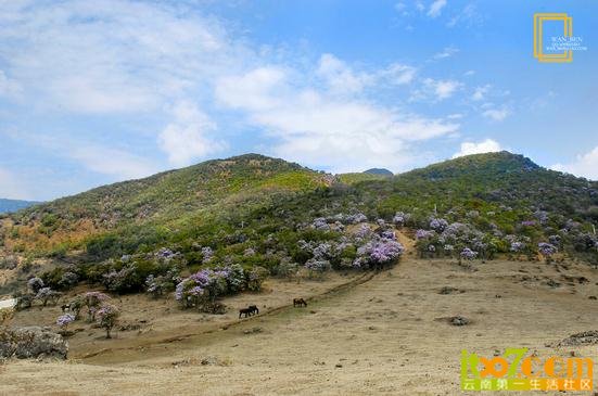 轿子山4.jpg