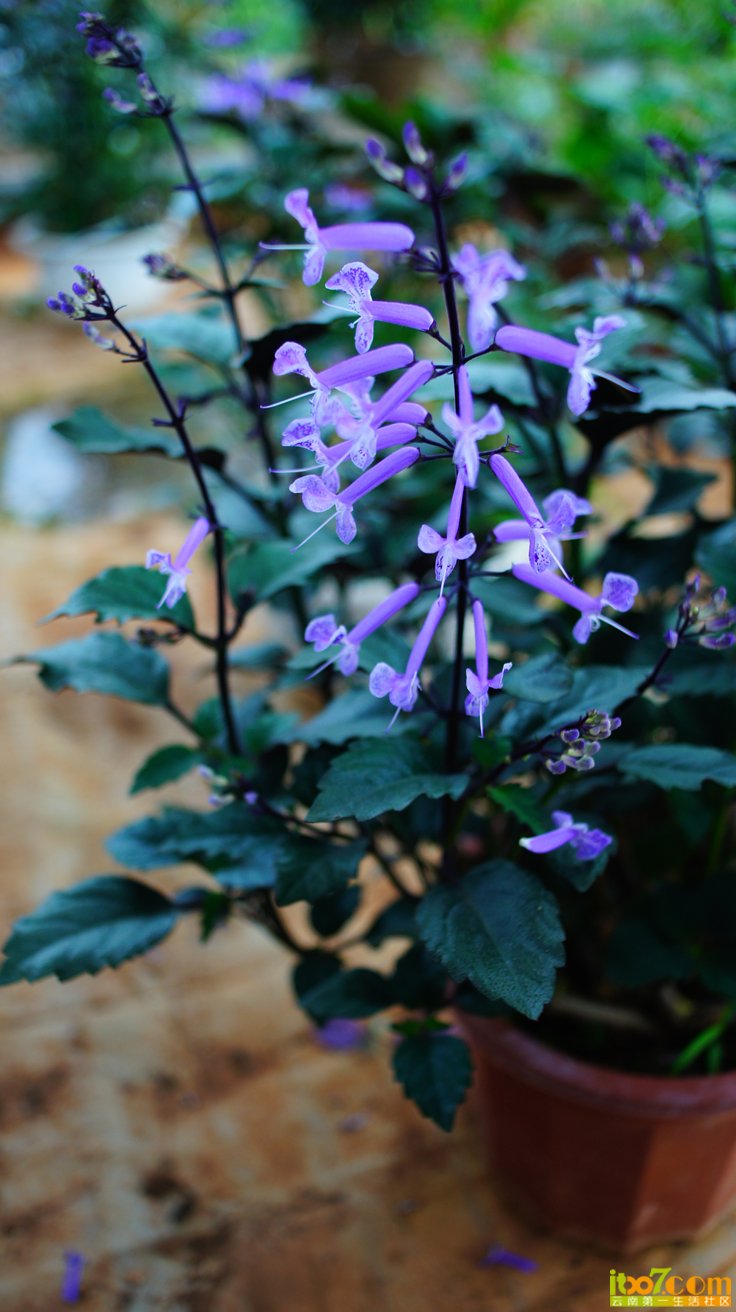 DSC07092.JPG