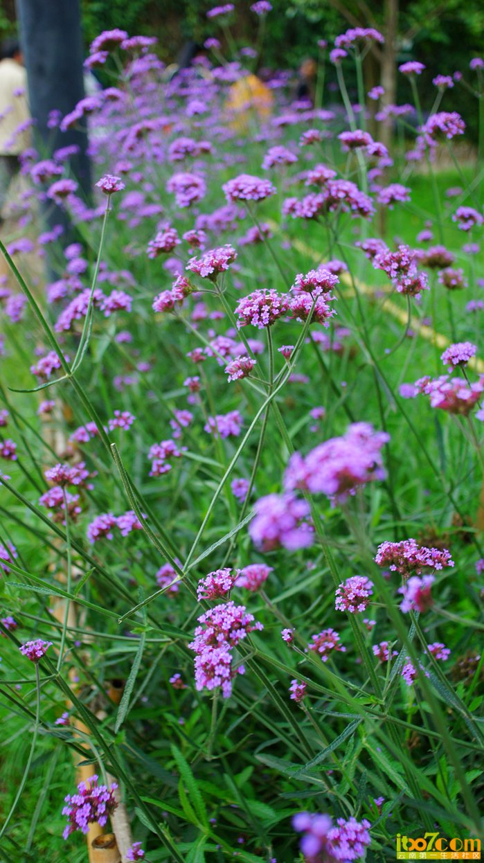 DSC07113.JPG