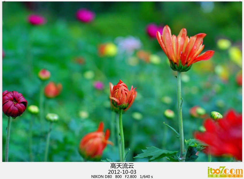 翠湖 菊花 045_副本_副本_副本.jpg