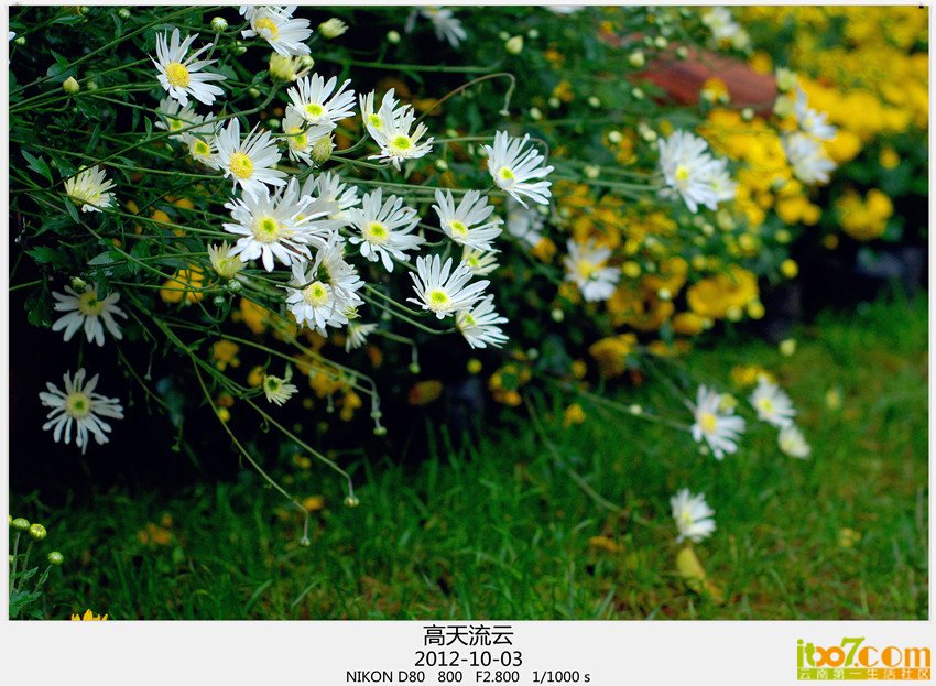 翠湖 菊花 051_副本_副本_副本.jpg