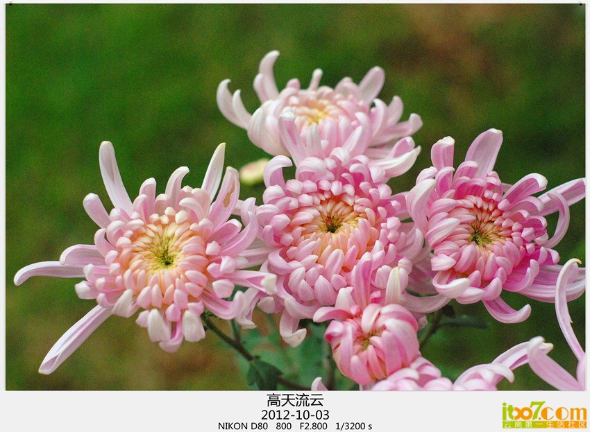 翠湖 菊花 078_副本_副本_副本.jpg